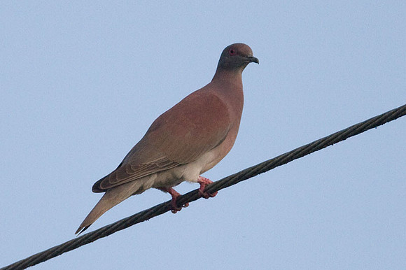 Pale-vented Pigeon (Patagioenas cayennensis)