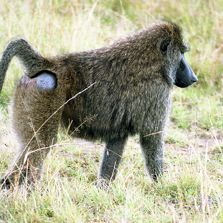 1988 Baboon-img253