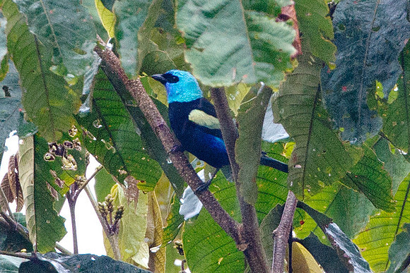 Blue-necked Tanager (Tangara cyanicollis)