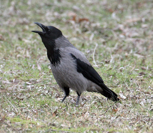 Hooded Crow (Corvus cornix)