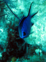 IMG_1729bu66
