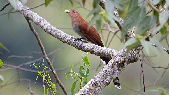 Squirrel Cuckoo (Piaya cayana)