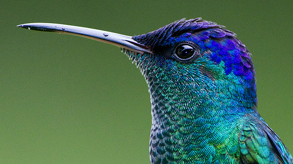 Golden-tailed Sapphire (Chrysuronia oenone)