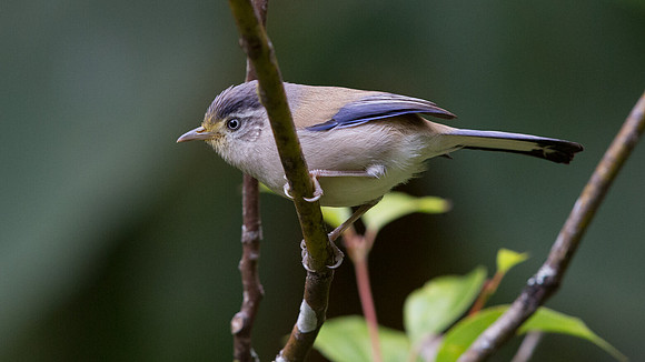Blue-winged minla (Minla cyanouroptera)