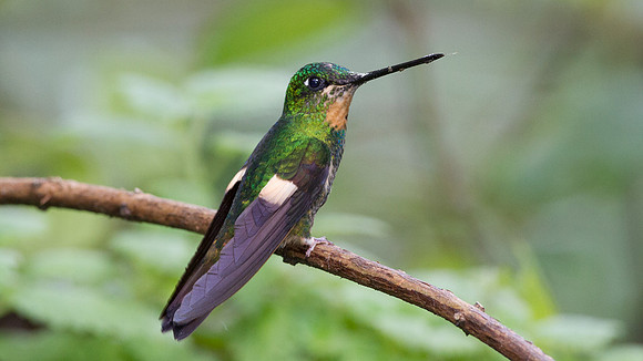 Buff-Winged Starfrontlet (Coeligena lutetiae)