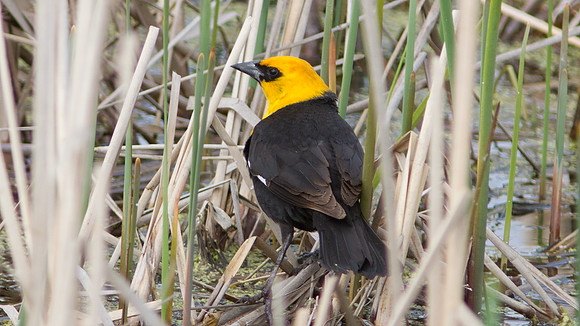 Yellow-headed Blackbird (Xanthocephalus xanthocephalus) male