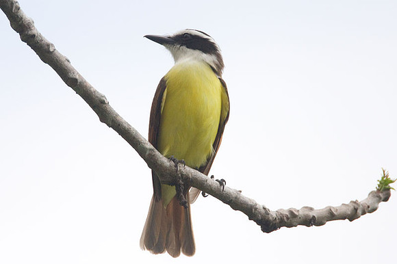 Great Kiskadee (Pitangus sulphuratus)