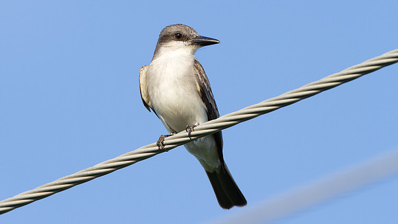 Loggerhead Kingbird (Tyrannus caudifasciatus)