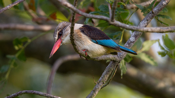 Brown-hooded Kingfisher (Halcyon albiventris) Male