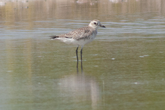 American Golden Plover (Pluvialis dominica)