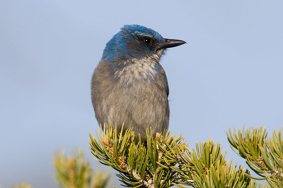 Western Scrub-Jay (Aphelocoma californica)