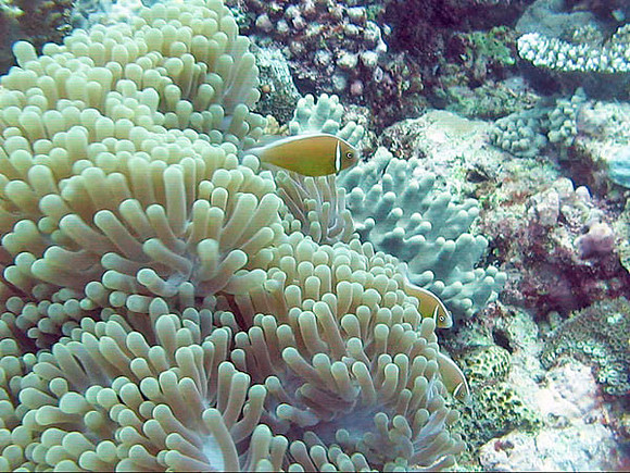 Anemone Fish