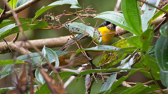 Yellow-throated Tanager (Iridosornis analis)