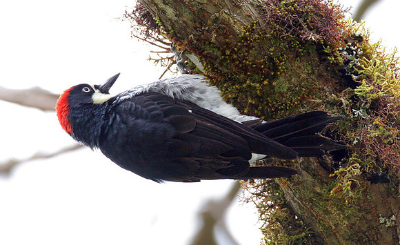 Acorn woodpecker (Melanerpes formicivorus) male