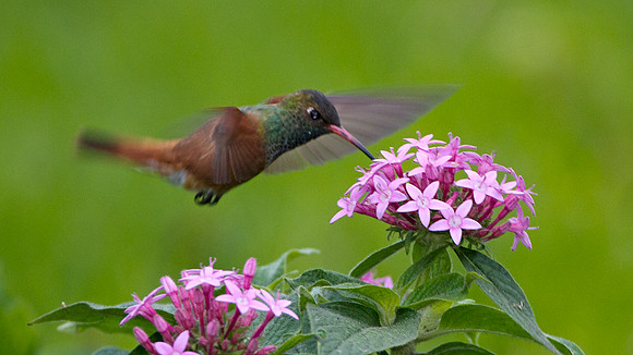 Amazilia Hummingbird (Amazilia amazilia)