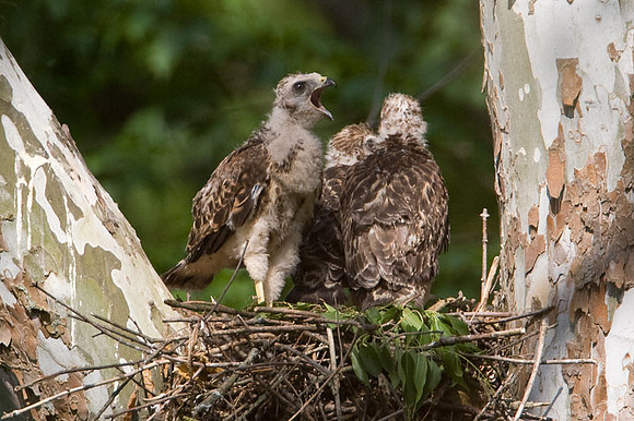 Red-shouldered Hawk (Buteo lineatus) juvenile