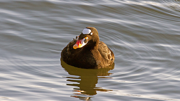 Surf Scoter (Melanitta perspicillata)