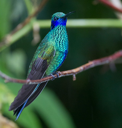 Sparkling Violetear (Colibri coruscans)