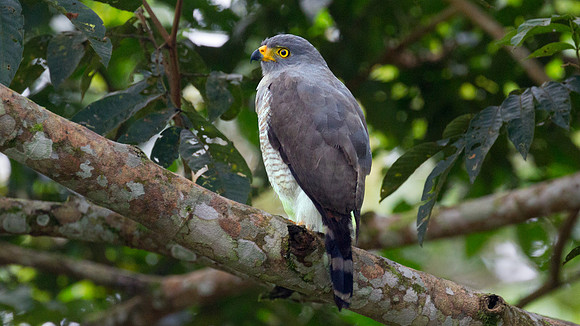 Roadside Hawk (Buteo magnirostris)