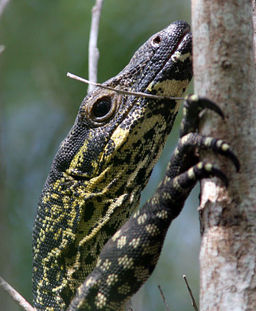 Lace Monitor (Varanus varius)