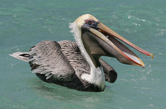 Brown Pelican (Pelecanus occidentalis)