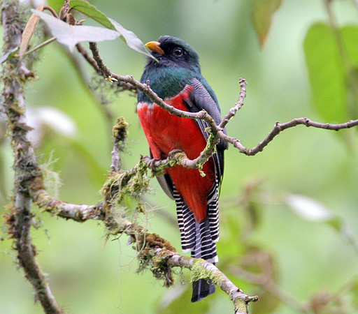 Collared Trogon (Trogon collaris)