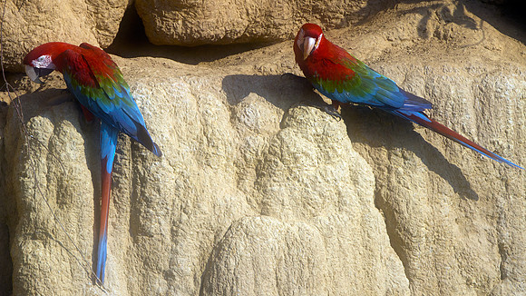 Red-and-green Macaw (Ara chloropterus)
