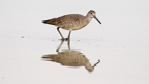 Willet (Tringa semipalmata)