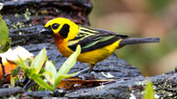 Golden Tanager (Tangara arthus)