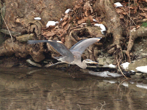 Great Blue Heron (Ardea herodias)