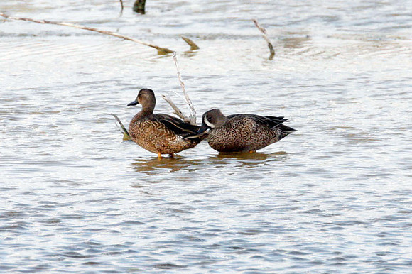 Blue-winged Teal (Anas discors)