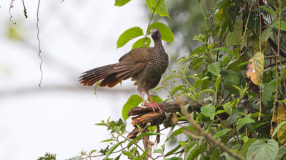 Speckled Chachalaca (Ortalis guttata)