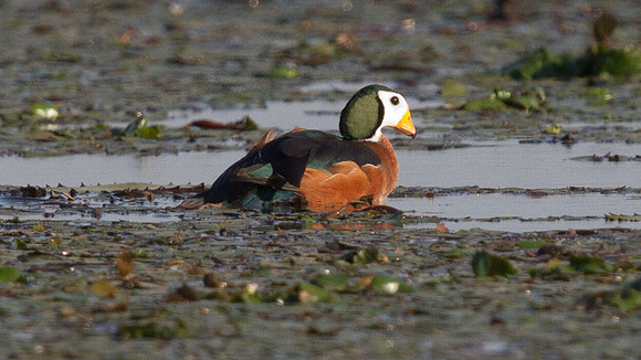 African Pygmy Goose (Nettapus auritus)