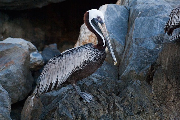 Brown Pelican (Pelecanus occidentalis)
