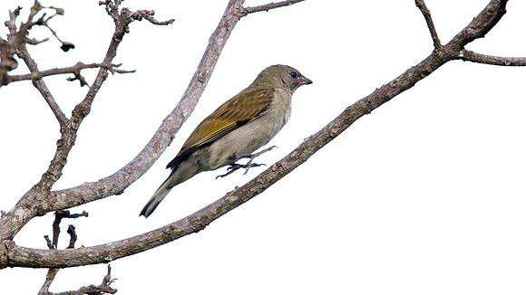 Lesser Honeyguide (Indicator minor)