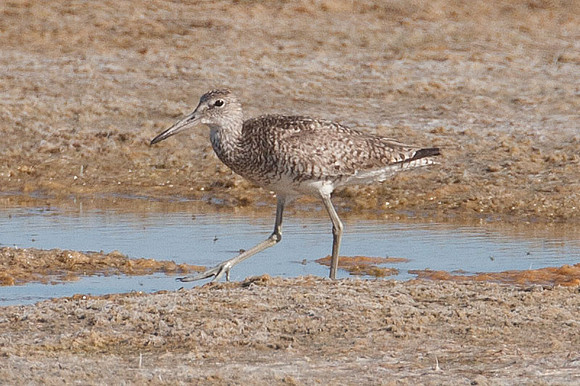 Willet (Tringa semipalmata)