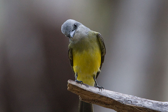 Tropical Kingbird (Tyrannus melancholicus)