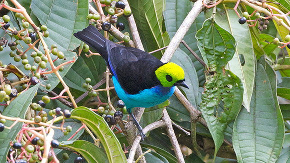 Paradise Tanager (Tangara chilensis)