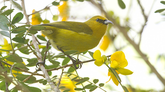 Hawaiʻi ʻAmakihi (Hemignathus virens)