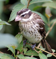 Rose-breasted Grosbeak (Pheucticus ludovicianus) female