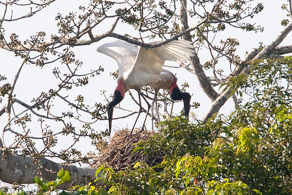 Jabiru (Jabiru mycteria)