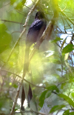 Greater racket-tailed drongo (Dicrurus paradiseus)