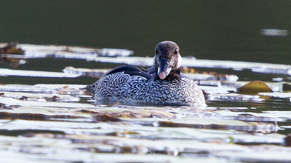 Green pygmy goose (Nettapus pulchellus) Male