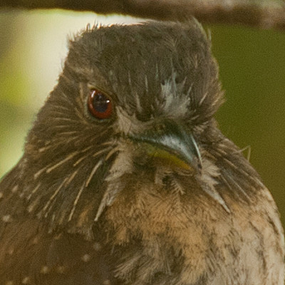 White-whiskered Puffbird (Malacoptila panamensis)