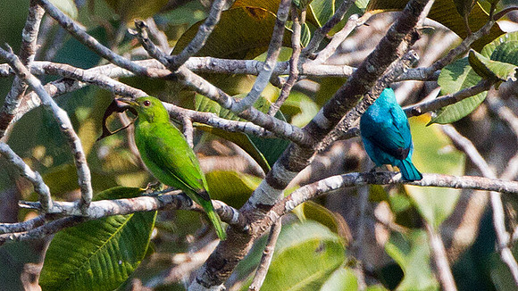 Green Honeycreeper (Chlorophanes spiza)