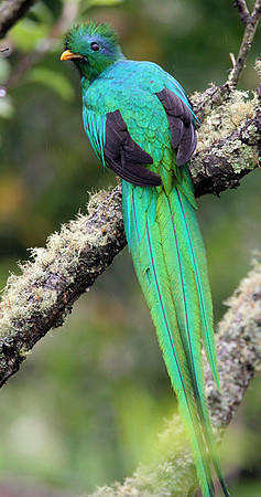 Resplendent Quetzal (Pharomachrus mocinno)