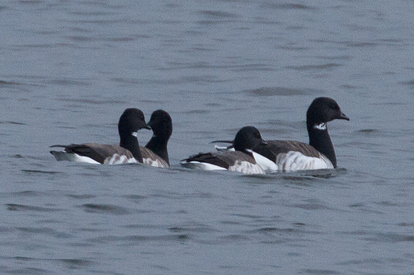 Pale-bellied Brant Goose (Branta bernicla hrota) also known as Light-bellied Brant Goose, Atlantic Brant