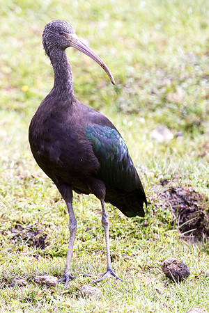 Puna Ibis (Plegadis ridgwayi)