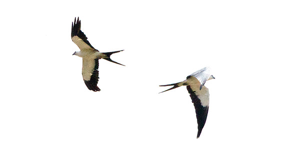 Swallow-tailed Kite (Elanoides forficatus)