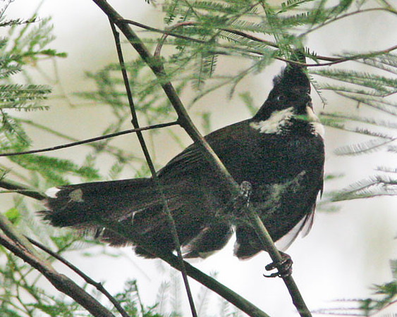 Eastern Whipbird (Psophodes olivaceus)